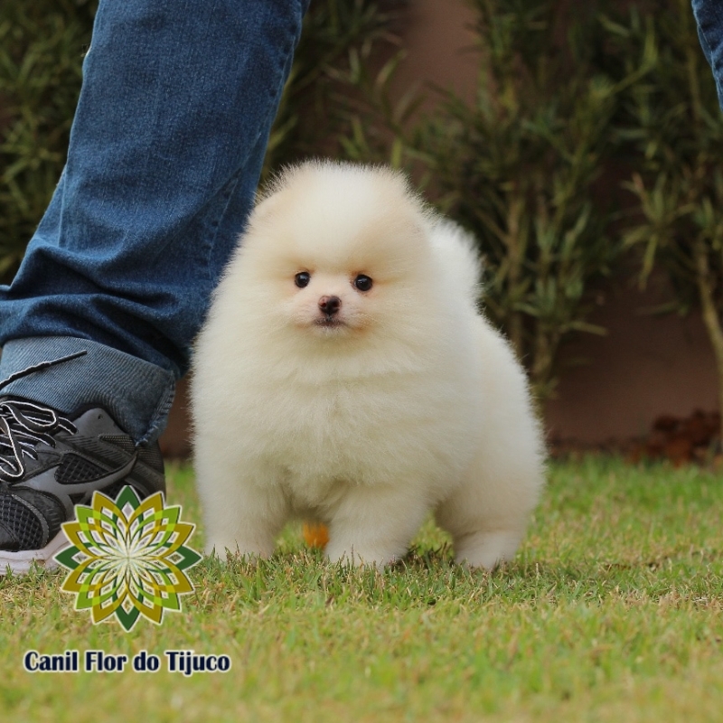 Onde Tem Spitz Alemão Fêmea Branca Esperantina - Spitz Alemão Fêmea