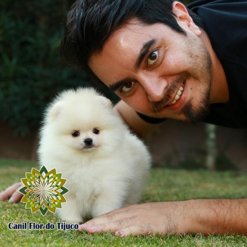 Onde Tem Spitz Alemão Fêmea Creme Paulista - Spitz Alemão Fêmea Pequena