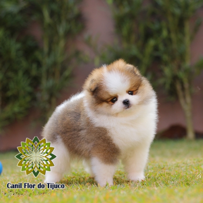 Onde Tem Spitz Alemão Fêmea Campinas - Spitz Alemão Fêmea