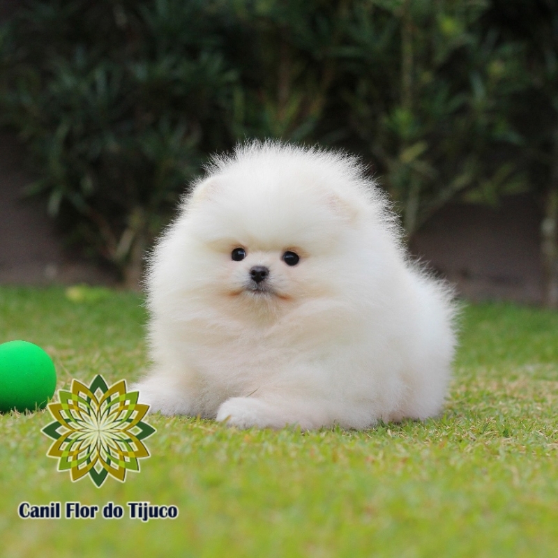 Onde Vende Spitz Alemão Cor Branca Jacundá - Spitz Alemão Branco Macho