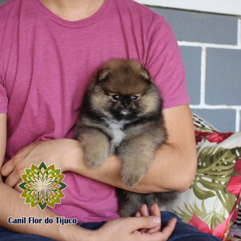 Preço de Lulu da Pomerânia Cor Laranja Mini Rondonópolis - Lulu da Pomerânia Laranja Fêmea