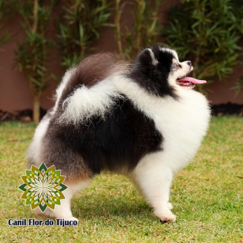 Preço de Lulu da Pomerânia Cor Preta Pacaraima - Lulu da Pomerânia Preto Micro