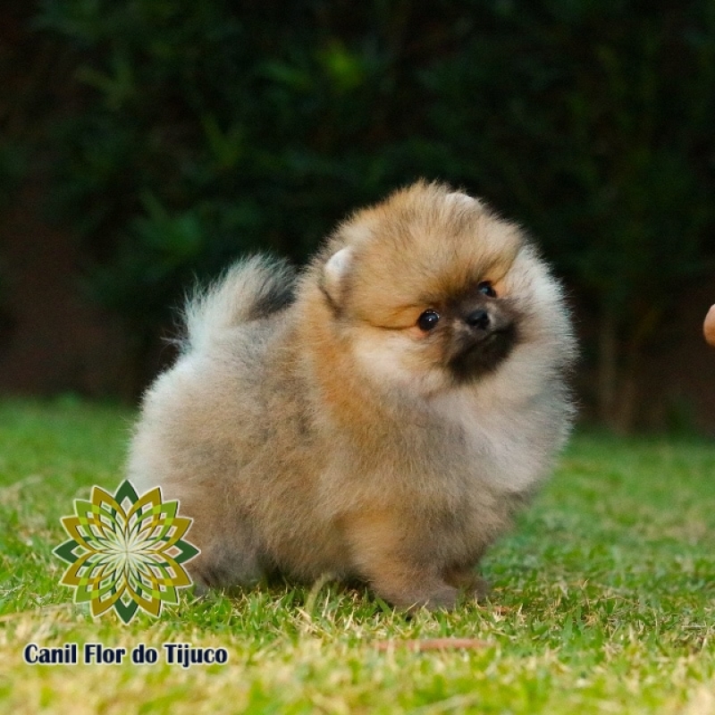 Preço de Lulu da Pomerânia da Cor Laranja Brooklin - Lulu da Pomerânia Cor Laranja