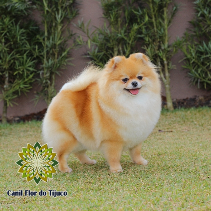 Preço de Lulu da Pomerânia Laranja Adulto Vila Cruzeiro - Lulu da Pomerânia Cor Laranja