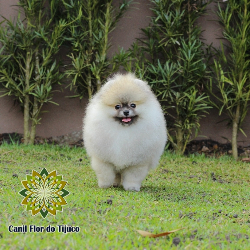 Preço de Lulu da Pomerânia Laranja Fêmea Palotina - Lulu da Pomerânia Laranja Anão