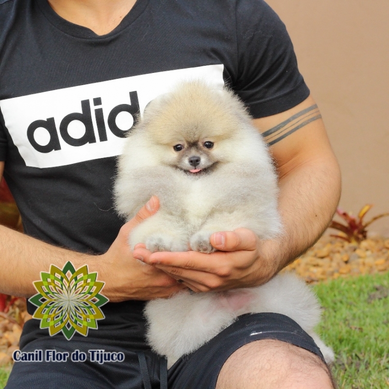 Preço de Lulu da Pomerânia Laranja Filhote Ivoti - Lulu da Pomerânia Laranja Micro