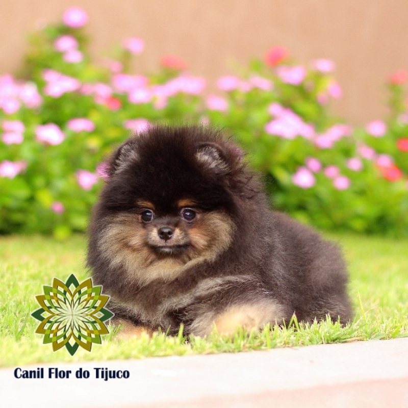 Preço de Lulu da Pomerânia Preto Anão Ipojuca - Lulu da Pomerânia Preto Micro