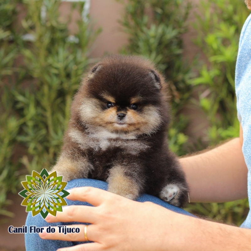 Preço de Lulu da Pomerânia Preto Fêmea Itaim Paulista - Lulu da Pomerânia Preto Micro