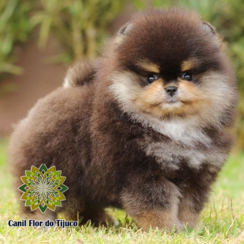 Preço de Lulu da Pomerânia Preto Macho Mazagão - Lulu da Pomerânia Preto e Branco