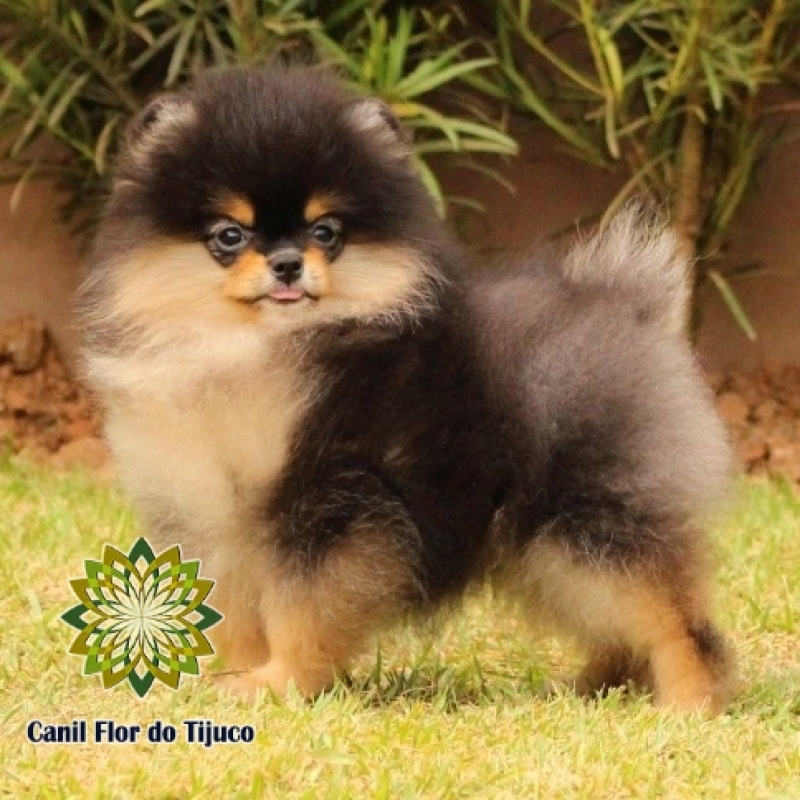 Preço de Lulu da Pomerânia Preto Sapiranga - Lulu da Pomerânia Preto