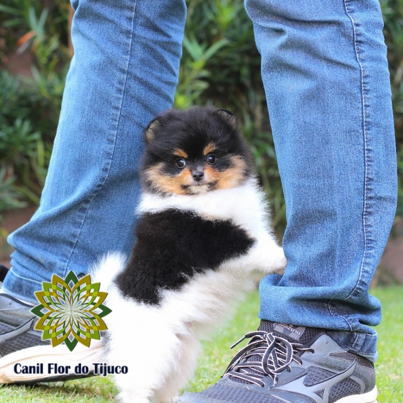 Preço de Spitz Alemão Filhote Macho Araguaína - Spitz Alemão Filhote Branco