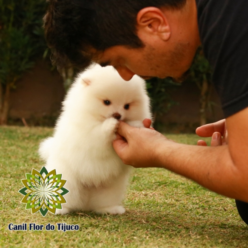 Spitz Alemão Anão Macho Orçar Piratuba - Spitz Alemão Anão Fêmea