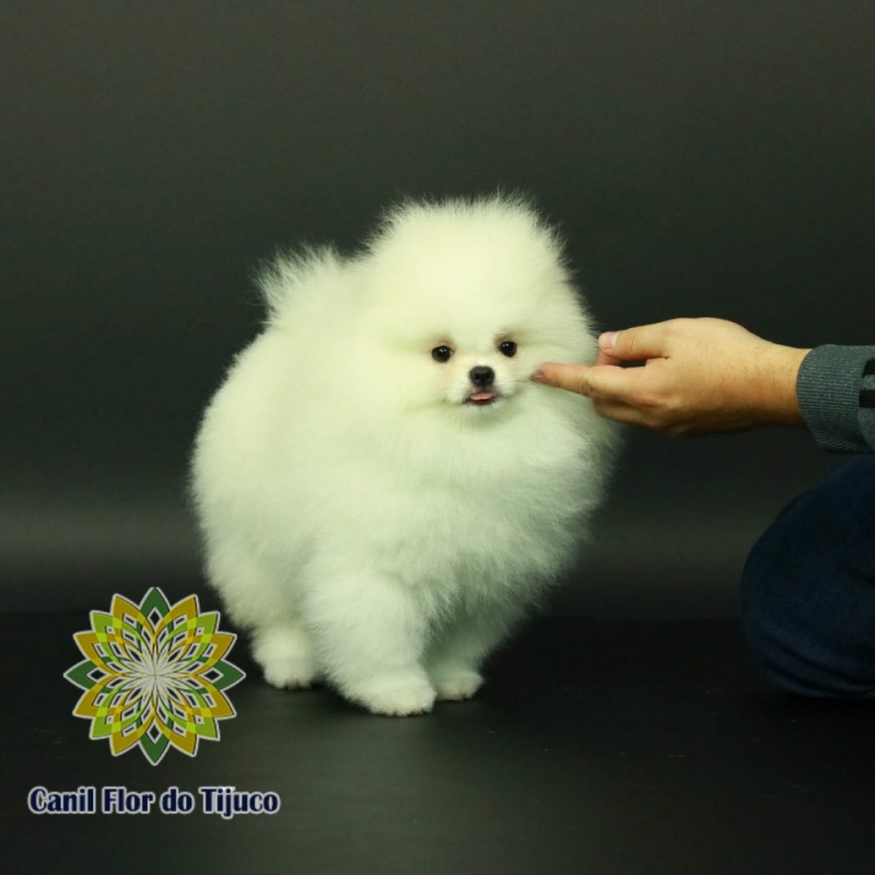 Spitz Alemão Branco Pequeno Preço Itaim Paulista - Spitz Alemão Branco Micro