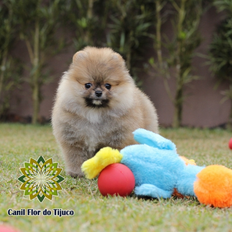 Spitz Alemão Cores Laranja Valor Poconé - Spitz Alemão Laranja