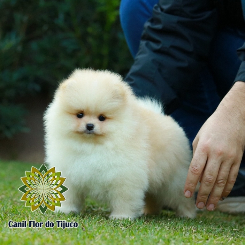 Spitz Alemão Creme para Comprar Jacundá - Spitz Alemão Creme Micro