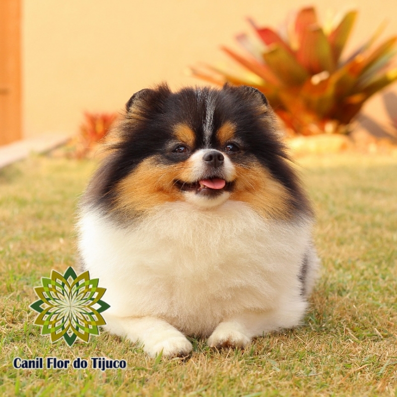 Spitz Alemão Fêmea Adulta Orçar Esperantina - Spitz Alemão Fêmea Filhote