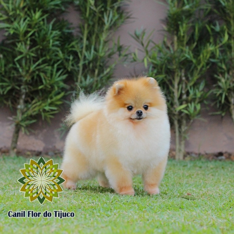 Spitz Alemão Fêmea Anão Oeiras - Spitz Alemão Fêmea Creme