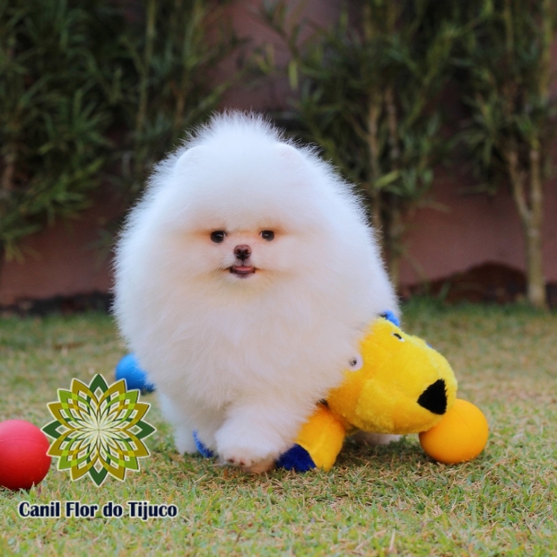 Spitz Alemão Fêmea Branca Orçar Jacutinga - Spitz Alemão Fêmea Laranja