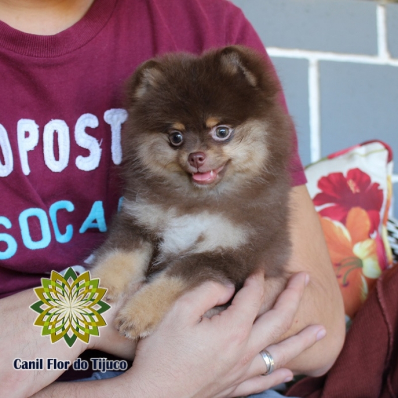 Spitz Alemão Fêmea Chocolate Orçar Ilhéus - Spitz Alemão Fêmea Pequena