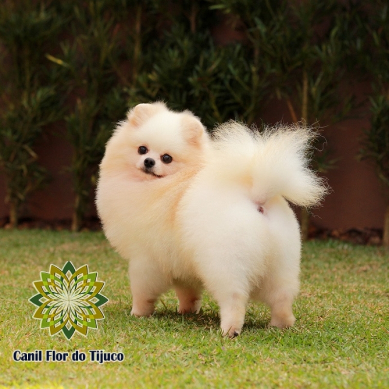 Spitz Alemão Fêmea Creme Cotia - Spitz Alemão Fêmea