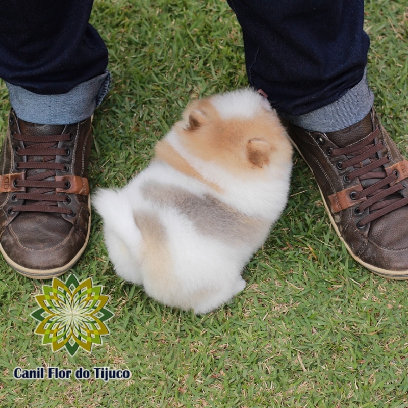 Spitz Alemão Fêmea Orçar Tefé - Spitz Alemão Fêmea Branca