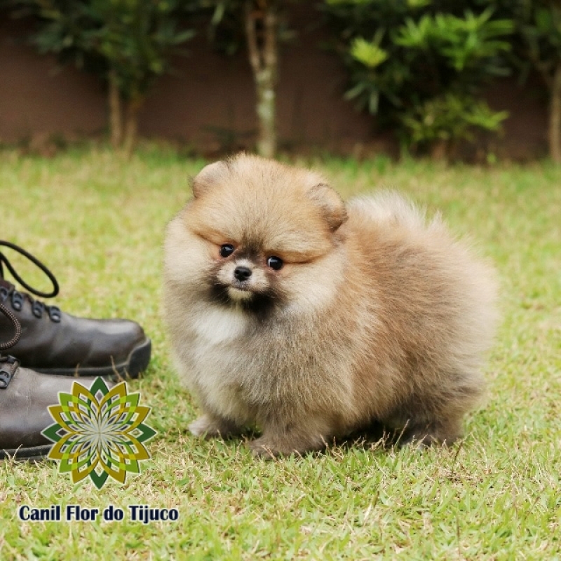 Spitz Alemão Fêmea Pequena Orçar Jaçanã - Spitz Alemão Fêmea Laranja