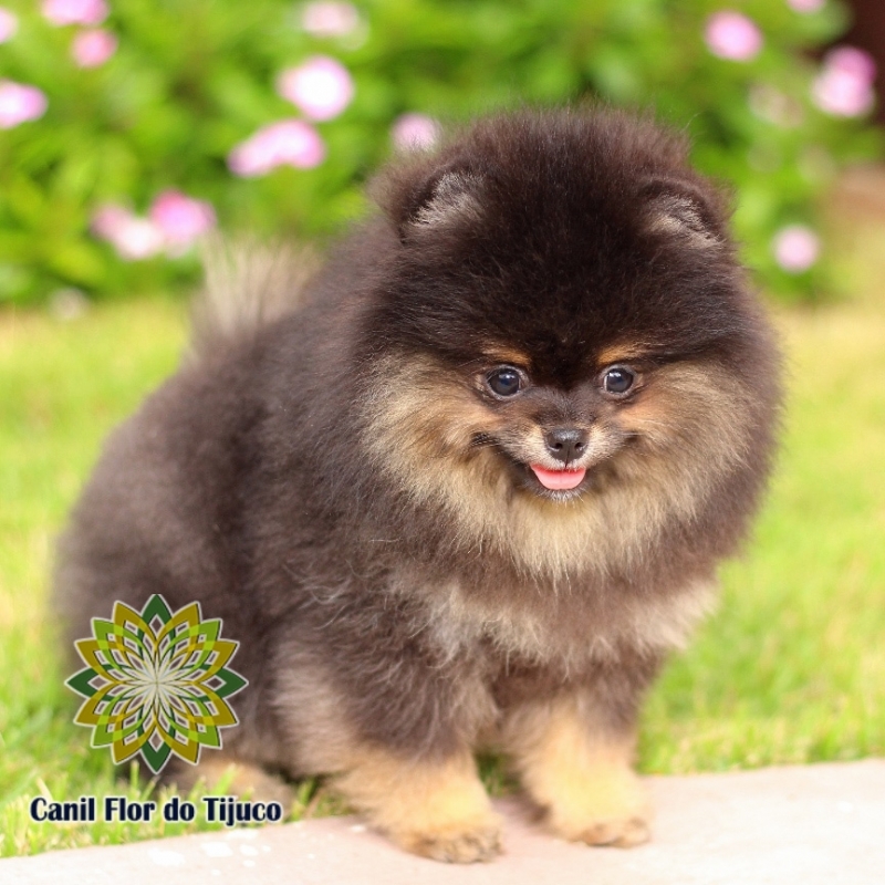 Spitz Alemão Filhote Cor Preta Capelinha - Spitz Alemão Filhote Branco