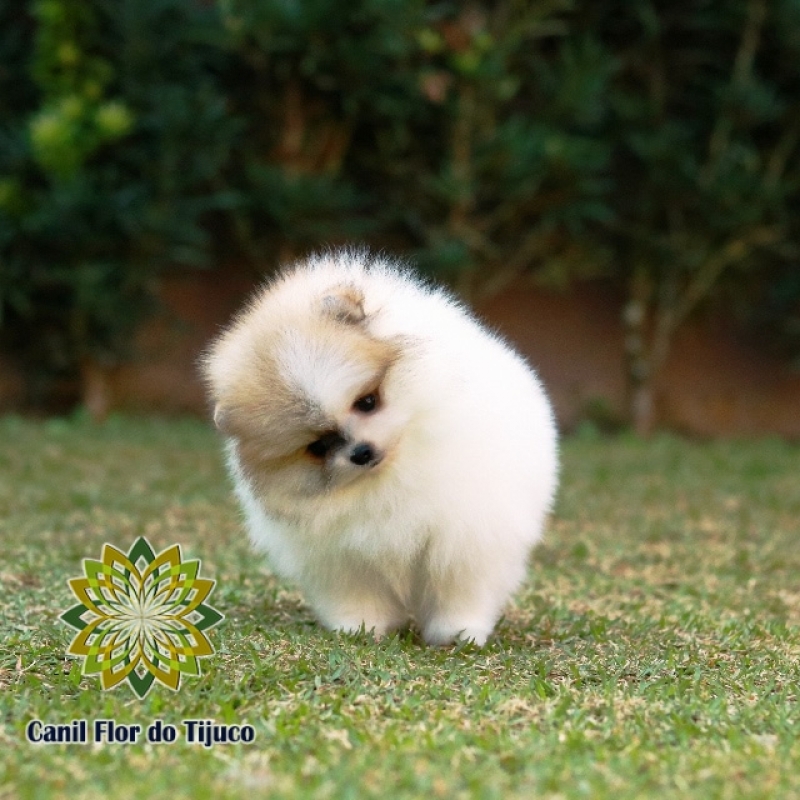 Spitz Alemão Filhote Fêmea Orçamento Nova Friburgo - Spitz Alemão Filhote Macho