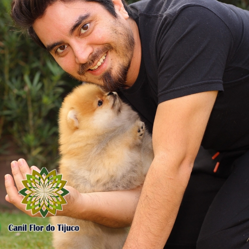 Spitz Alemão Filhote Laranja Leblon - Spitz Alemão Filhote Macho