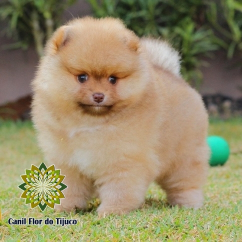 Spitz Alemão Filhote Pequeno Ibirité - Spitz Alemão Filhote Cor Preta