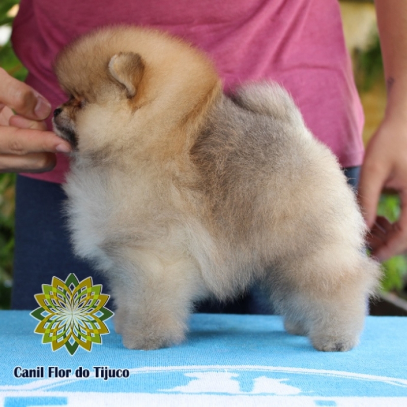 Spitz Alemão Laranja Anão Paulista - Spitz Alemão Laranja Anão