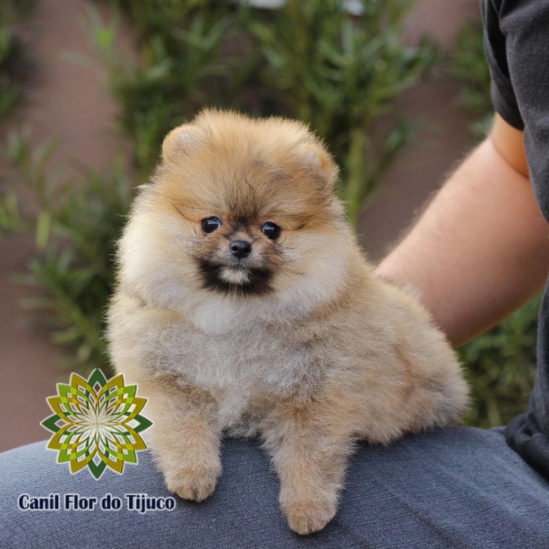 Spitz Alemão Laranja Fêmea Caxias - Spitz Alemão Laranja Fêmea