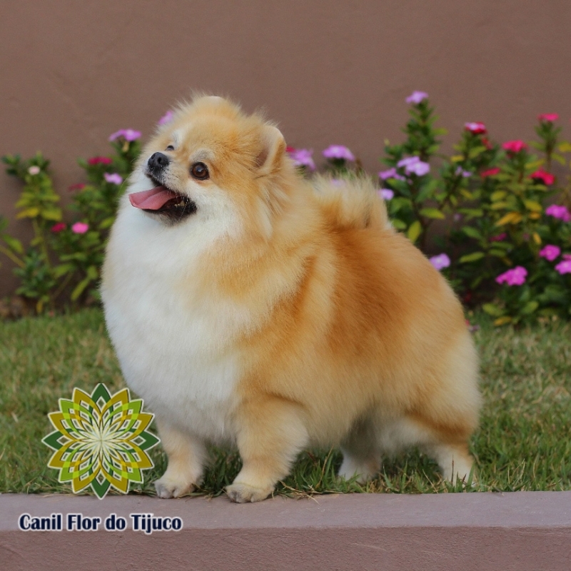 Spitz Alemão Laranja Filhote Macho Água Boa - Spitz Alemão Laranja Fêmea