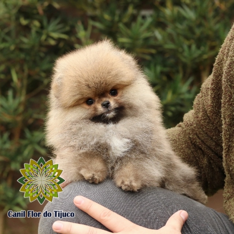 Spitz Alemão Laranja Mini Capelinha - Spitz Alemão Laranja Anão