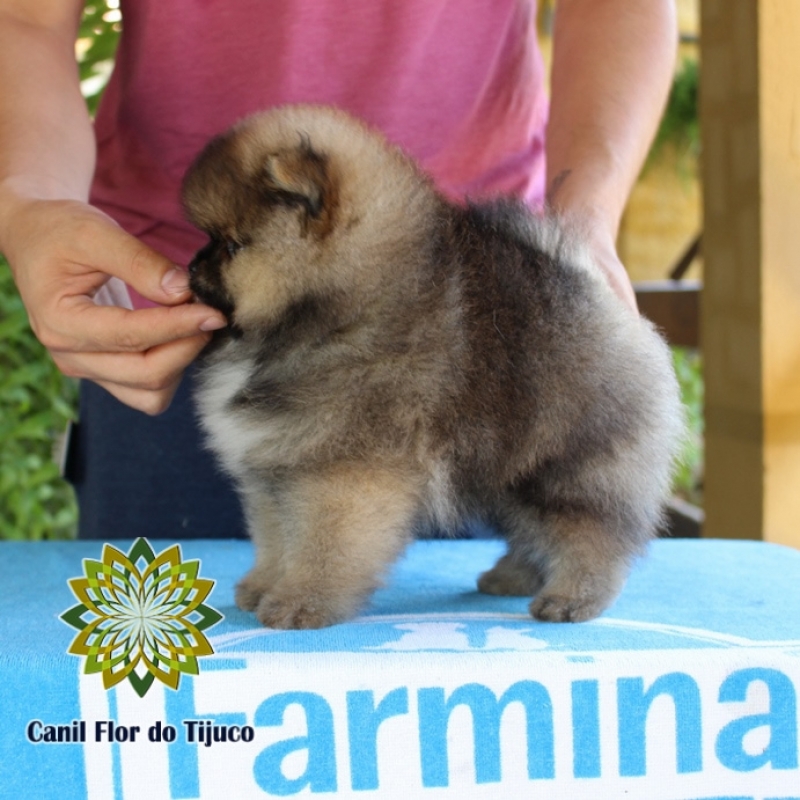 Spitz Alemão Laranja Sable Campinas - Spitz Alemão Laranja Macho