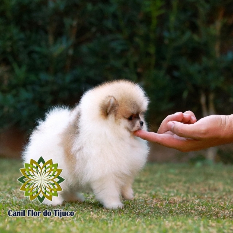 Spitz Alemão Macho Anão Valores Buritis - Spitz Alemão Macho