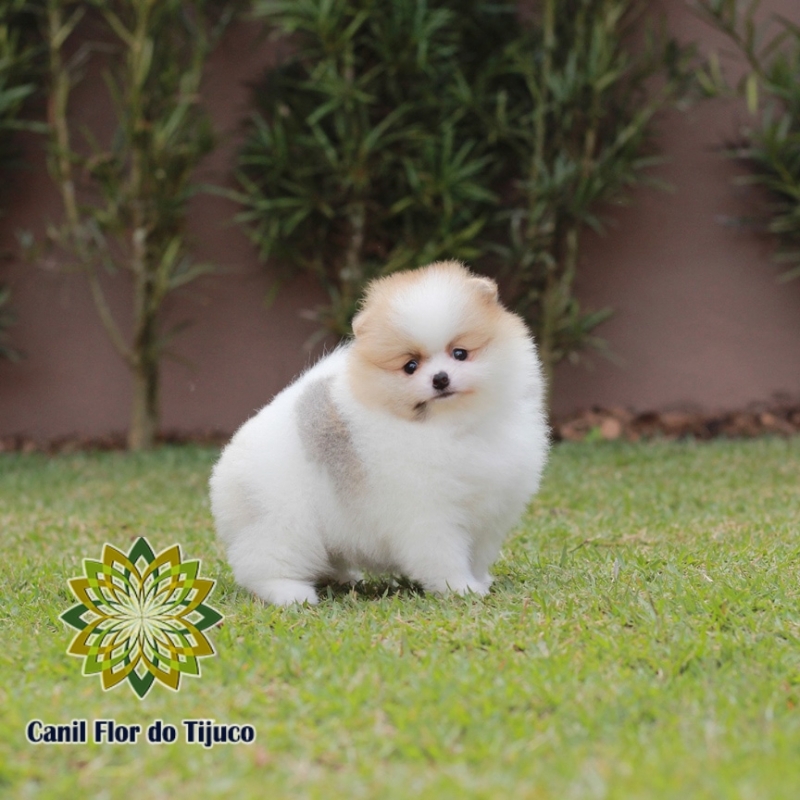 Spitz Alemão Macho Pequeno Valores Mazagão - Spitz Alemão Macho