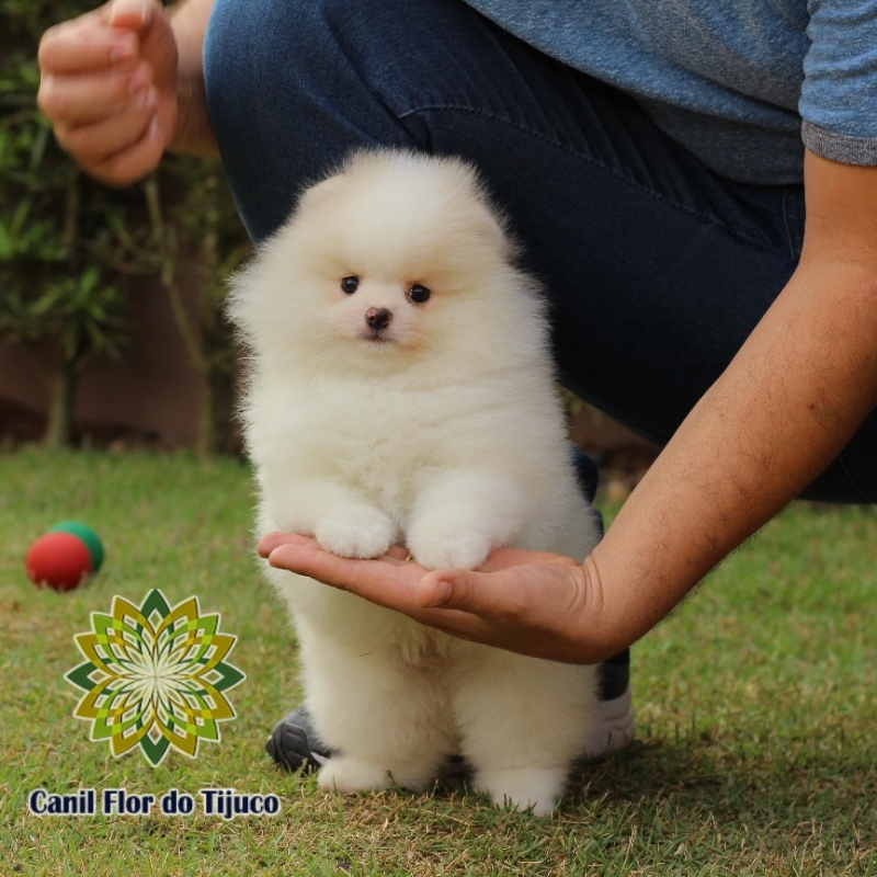 Spitz Alemão Mini Branco Orçamento Cavalcante - Spitz Alemão Mini Filhote