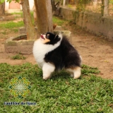 canil cão spitz alemão mini Ipojuca