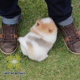 canil spitz alemão mini preços Trindade do Sul