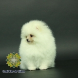 cão lulu da pomerânia branco micro Patos