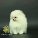 cão lulu da pomerânia branco micro Baixada Fluminense