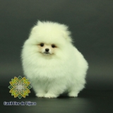 cão lulu da pomerânia branco mini Valença