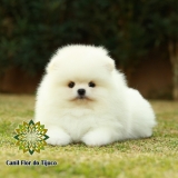 cão lulu da pomerânia branco pequeno Bujari