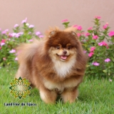 cão lulu da pomerânia chocolate anão Nova Andradina