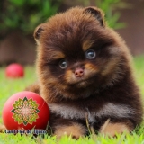 cão lulu da pomerânia chocolate micro Estação