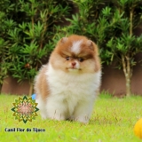 cão lulu da pomerânia chocolate mini Campo de Julio