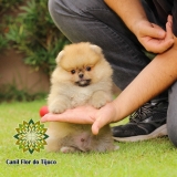 cão lulu da pomerânia cor laranja Nossa Senhora do Ó