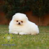 cão lulu da pomerânia creme mini Aquidauana