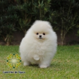 cão lulu da pomerânia filhote branco Jaraguá do Sul